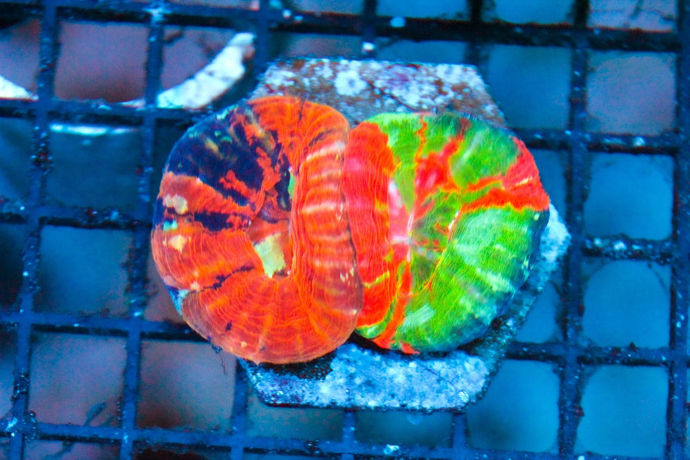 wholesale_coral - saltwater_fish saltwater_coral - rare corals - coralsdepot - Corals_Depot - live_corals - eye - catching - coral quality_marine_fish - quality - marine discoun