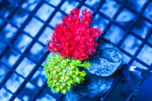 wholesale_coral - saltwater_fish saltwater_coral - rare corals - coralsdepot - Corals_Depot - live_corals - eye - catching - coral quality_marine_fish - quality - marine discoun