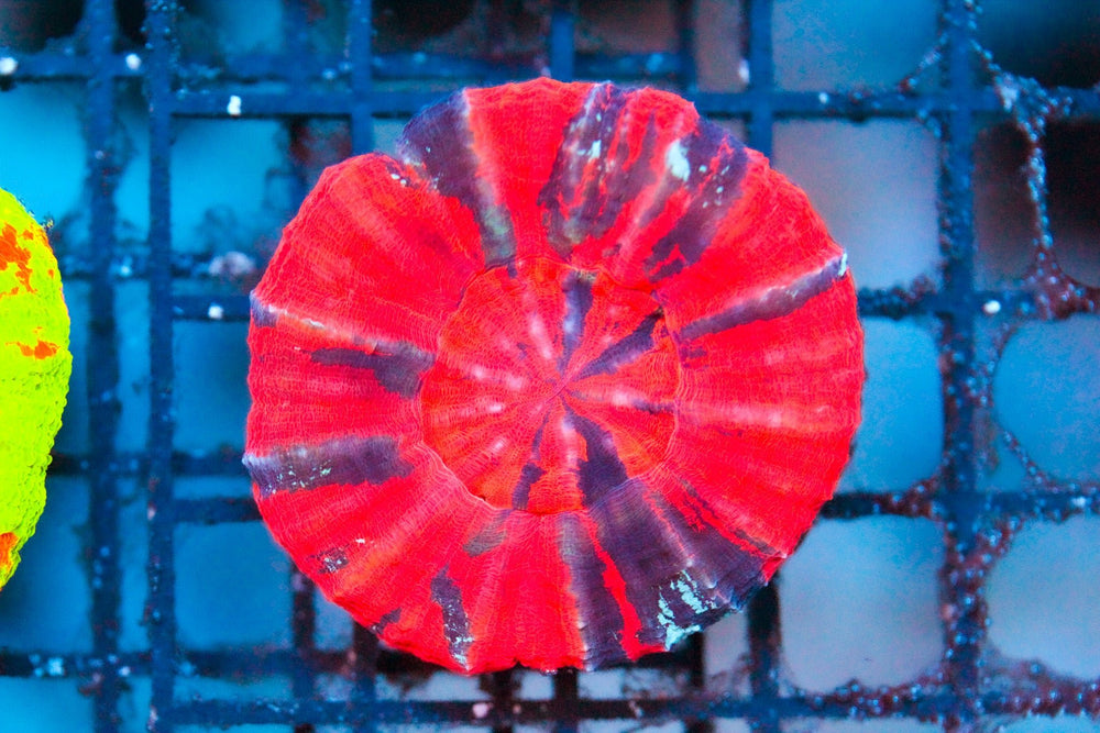 wholesale_coral - saltwater_fish saltwater_coral - rare corals - coralsdepot - Corals_Depot - live_corals - eye - catching - coral quality_marine_fish - quality - marine discoun