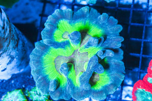 wholesale_coral - saltwater_fish saltwater_coral - rare corals - coralsdepot - Corals_Depot - live_corals - eye - catching - coral quality_marine_fish - quality - marine discoun