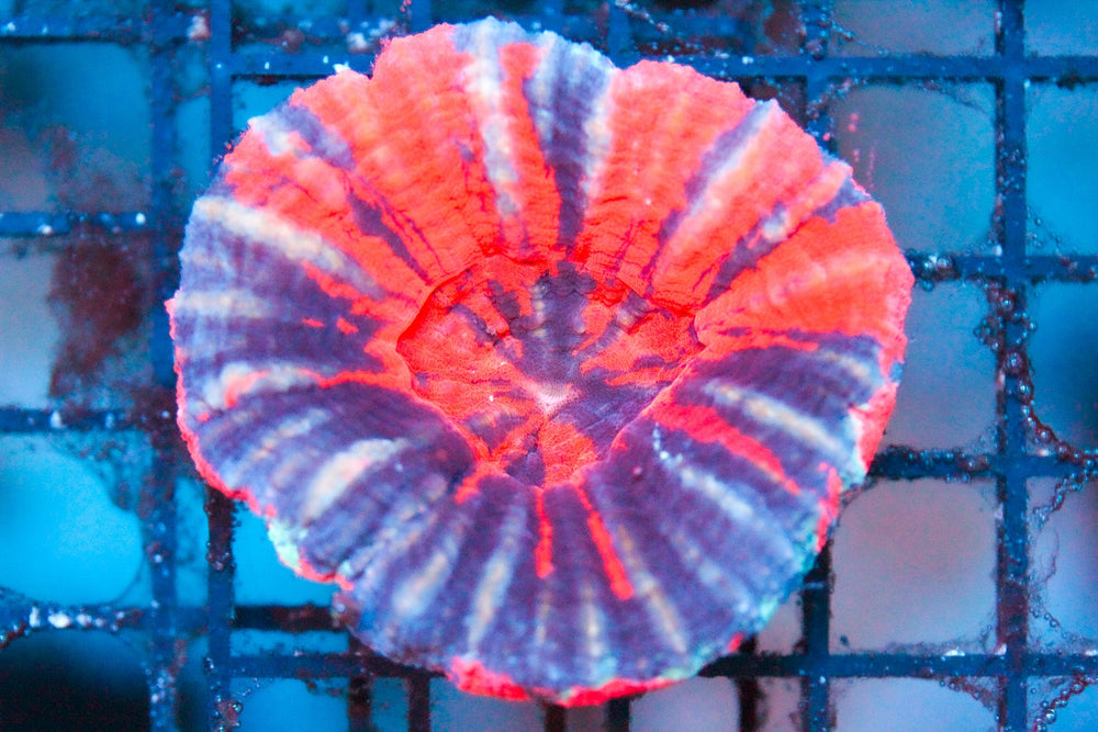 wholesale_coral - saltwater_fish saltwater_coral - rare corals - coralsdepot - Corals_Depot - live_corals - eye - catching - coral quality_marine_fish - quality - marine discoun