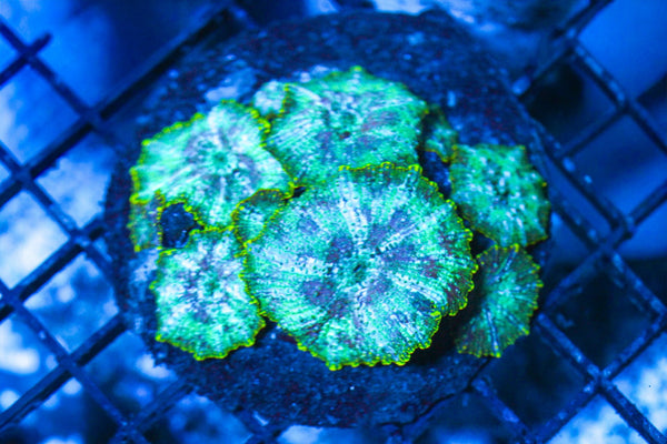 wholesale_coral - saltwater_fish saltwater_coral - rare corals - coralsdepot - Corals_Depot - live_corals - eye - catching - coral quality_marine_fish - quality - marine discoun