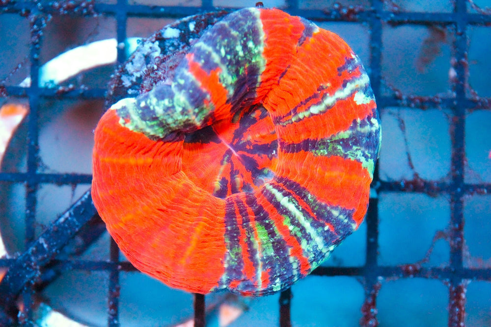 wholesale_coral - saltwater_fish saltwater_coral - rare corals - coralsdepot - Corals_Depot - live_corals - eye - catching - coral quality_marine_fish - quality - marine discoun