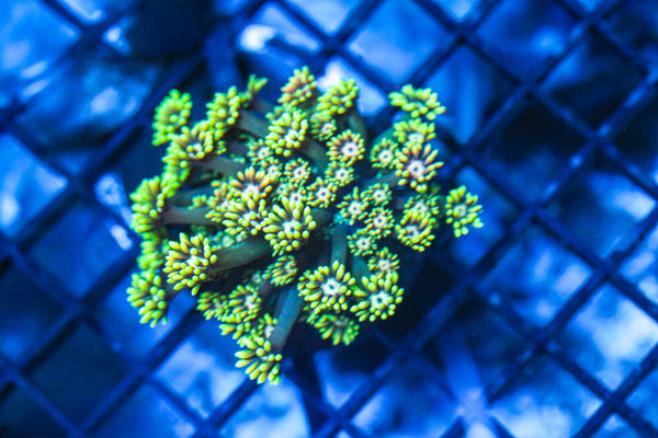 wholesale_coral - saltwater_fish saltwater_coral - rare corals - coralsdepot - Corals_Depot - live_corals - eye - catching - coral quality_marine_fish - quality - marine discoun