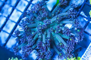 wholesale_coral - saltwater_fish saltwater_coral - rare corals - coralsdepot - Corals_Depot - live_corals - eye - catching - coral quality_marine_fish - quality - marine discoun
