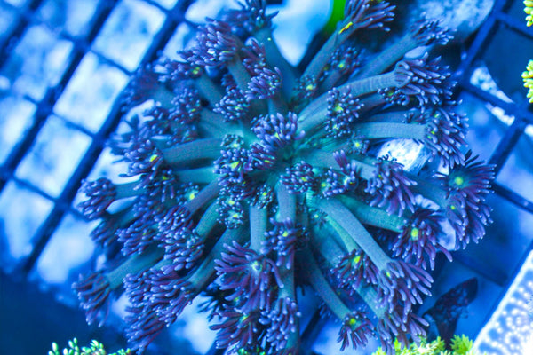 wholesale_coral - saltwater_fish saltwater_coral - rare corals - coralsdepot - Corals_Depot - live_corals - eye - catching - coral quality_marine_fish - quality - marine discoun