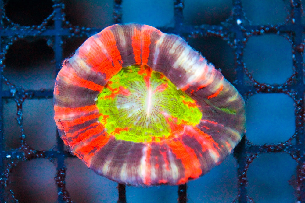 wholesale_coral - saltwater_fish saltwater_coral - rare corals - coralsdepot - Corals_Depot - live_corals - eye - catching - coral quality_marine_fish - quality - marine discoun