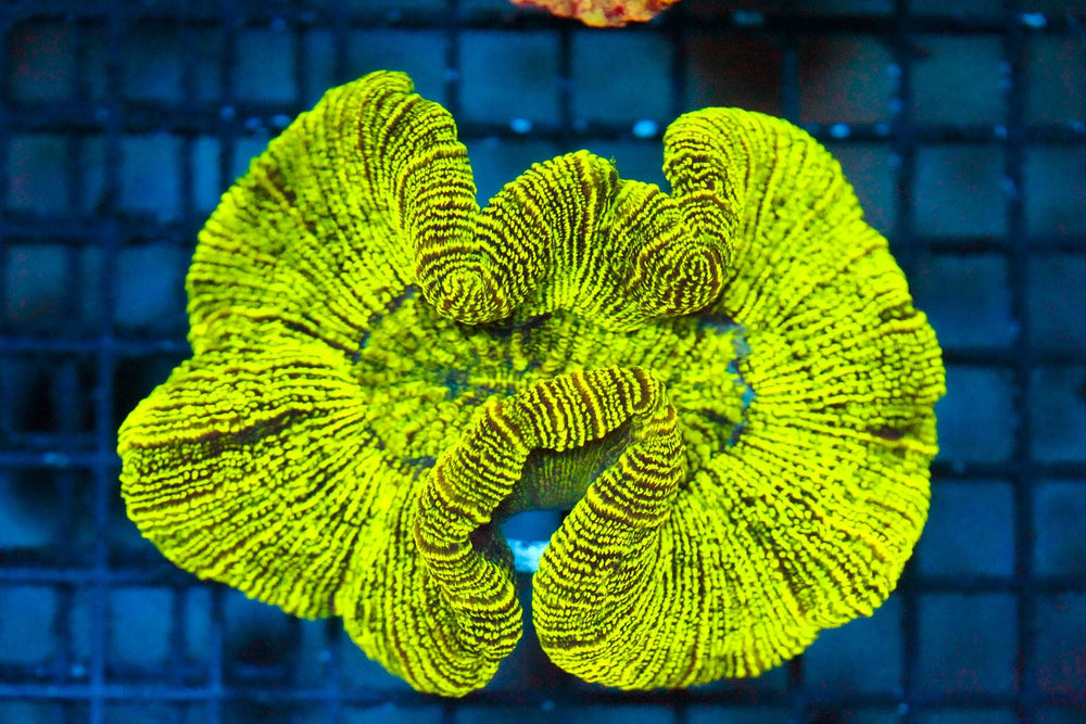 wholesale_coral - saltwater_fish saltwater_coral - rare corals - coralsdepot - Corals_Depot - live_corals - eye - catching - coral quality_marine_fish - quality - marine discoun