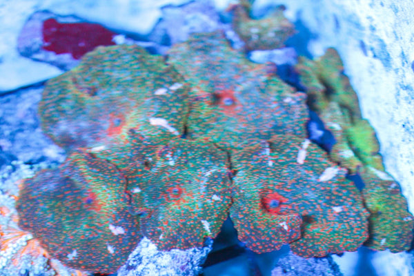 wholesale_coral - saltwater_fish saltwater_coral - rare corals - coralsdepot - Corals_Depot - live_corals - eye - catching - coral quality_marine_fish - quality - marine discoun