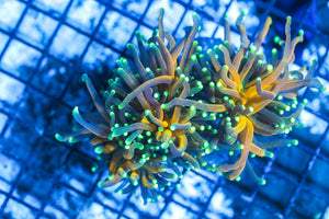 wholesale_coral - saltwater_fish saltwater_coral - rare corals - coralsdepot - Corals_Depot - live_corals - eye - catching - coral quality_marine_fish - quality - marine discoun