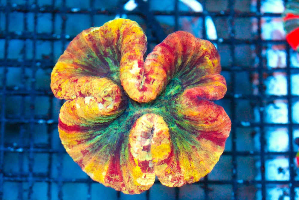 wholesale_coral - saltwater_fish saltwater_coral - rare corals - coralsdepot - Corals_Depot - live_corals - eye - catching - coral quality_marine_fish - quality - marine discoun