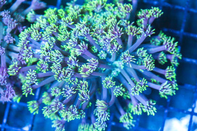 wholesale_coral - saltwater_fish saltwater_coral - rare corals - coralsdepot - Corals_Depot - live_corals - eye - catching - coral quality_marine_fish - quality - marine discoun