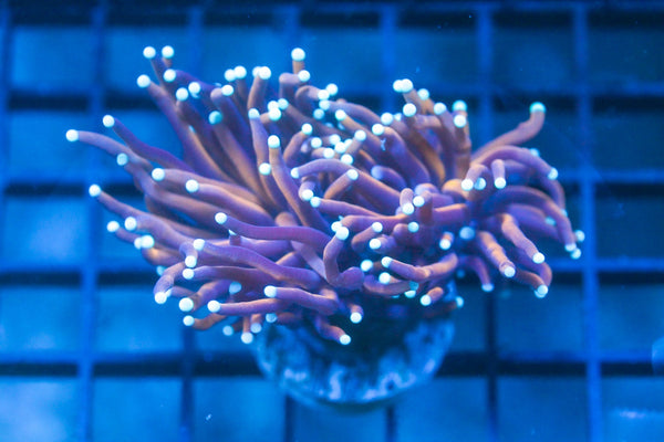 wholesale_coral - saltwater_fish saltwater_coral - rare corals - coralsdepot - Corals_Depot - live_corals - eye - catching - coral quality_marine_fish - quality - marine discoun