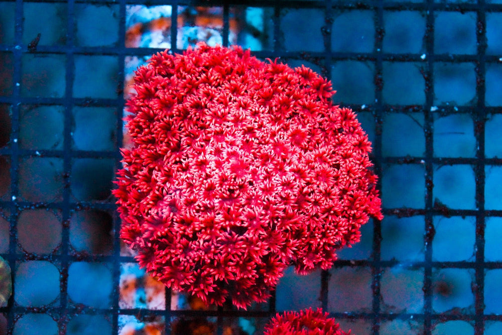 wholesale_coral - saltwater_fish saltwater_coral - rare corals - coralsdepot - Corals_Depot - live_corals - eye - catching - coral quality_marine_fish - quality - marine discoun