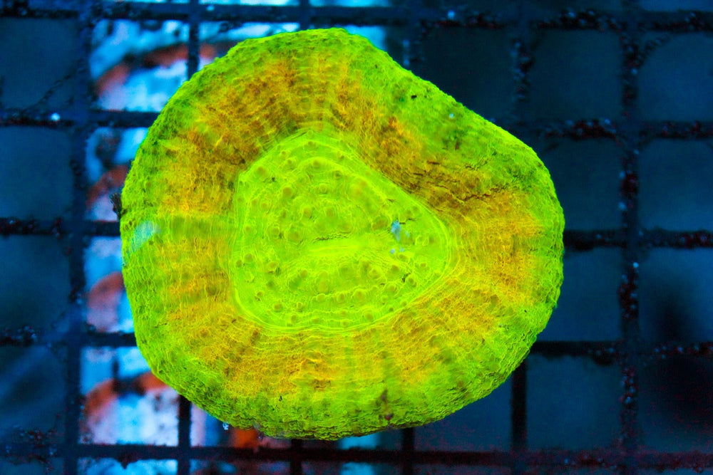 wholesale_coral - saltwater_fish saltwater_coral - rare corals - coralsdepot - Corals_Depot - live_corals - eye - catching - coral quality_marine_fish - quality - marine discoun