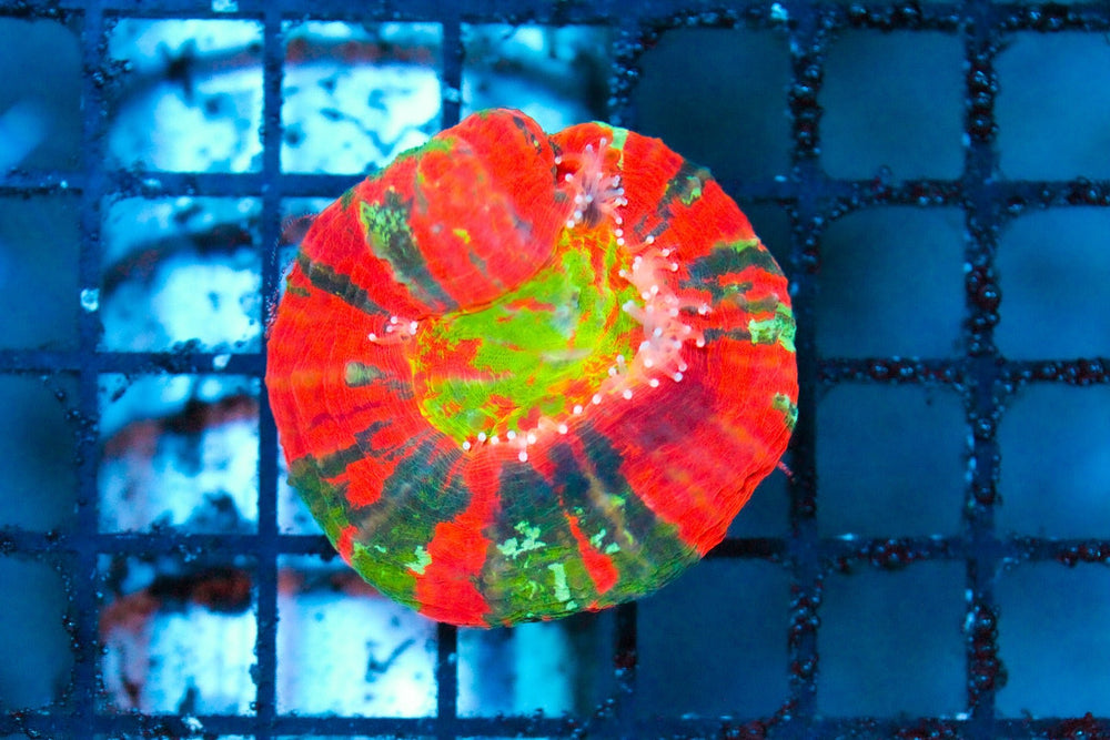 wholesale_coral - saltwater_fish saltwater_coral - rare corals - coralsdepot - Corals_Depot - live_corals - eye - catching - coral quality_marine_fish - quality - marine discoun