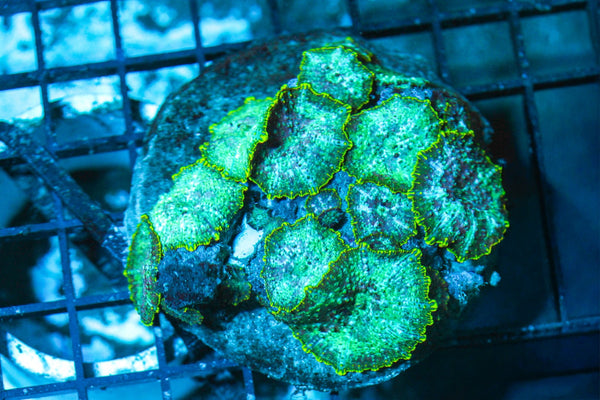 wholesale_coral - saltwater_fish saltwater_coral - rare corals - coralsdepot - Corals_Depot - live_corals - eye - catching - coral quality_marine_fish - quality - marine discoun