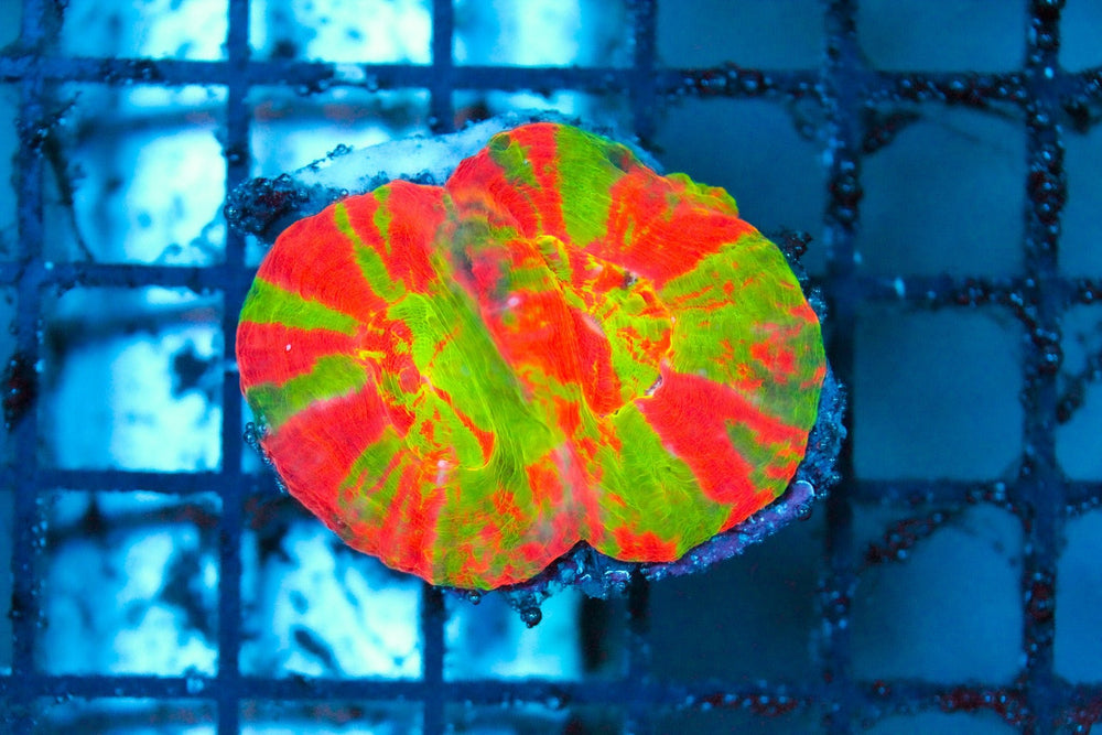 wholesale_coral - saltwater_fish saltwater_coral - rare corals - coralsdepot - Corals_Depot - live_corals - eye - catching - coral quality_marine_fish - quality - marine discoun