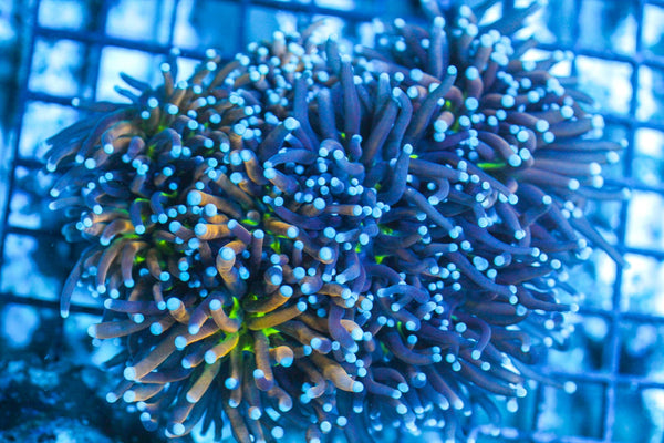wholesale_coral - saltwater_fish saltwater_coral - rare corals - coralsdepot - Corals_Depot - live_corals - eye - catching - coral quality_marine_fish - quality - marine discoun