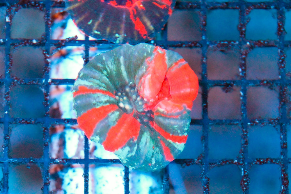 wholesale_coral - saltwater_fish saltwater_coral - rare corals - coralsdepot - Corals_Depot - live_corals - eye - catching - coral quality_marine_fish - quality - marine discoun