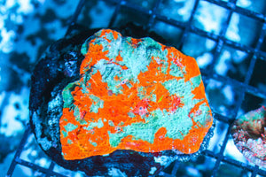 wholesale_coral - saltwater_fish saltwater_coral - rare corals - coralsdepot - Corals_Depot - live_corals - eye - catching - coral quality_marine_fish - quality - marine discoun