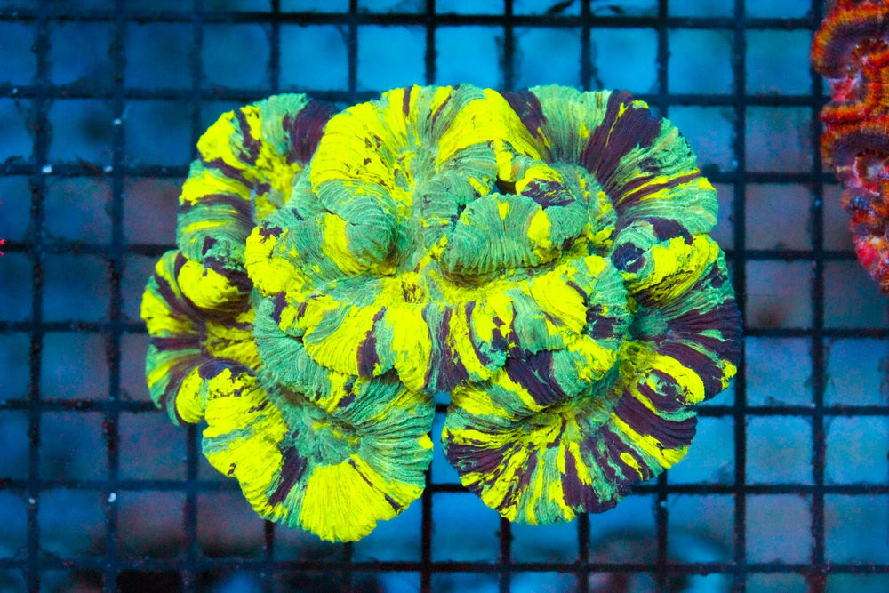 wholesale_coral - saltwater_fish saltwater_coral - rare corals - coralsdepot - Corals_Depot - live_corals - eye - catching - coral quality_marine_fish - quality - marine discoun