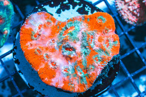 wholesale_coral - saltwater_fish saltwater_coral - rare corals - coralsdepot - Corals_Depot - live_corals - eye - catching - coral quality_marine_fish - quality - marine discoun