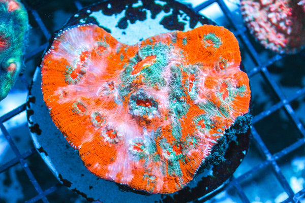 wholesale_coral - saltwater_fish saltwater_coral - rare corals - coralsdepot - Corals_Depot - live_corals - eye - catching - coral quality_marine_fish - quality - marine discoun