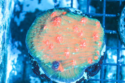 wholesale_coral - saltwater_fish saltwater_coral - rare corals - coralsdepot - Corals_Depot - live_corals - eye - catching - coral quality_marine_fish - quality - marine discoun