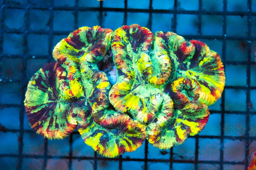 wholesale_coral - saltwater_fish saltwater_coral - rare corals - coralsdepot - Corals_Depot - live_corals - eye - catching - coral quality_marine_fish - quality - marine discoun