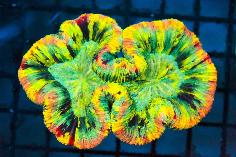 wholesale_coral - saltwater_fish saltwater_coral - rare corals - coralsdepot - Corals_Depot - live_corals - eye - catching - coral quality_marine_fish - quality - marine discoun