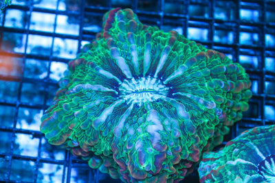 wholesale_coral - saltwater_fish saltwater_coral - rare corals - coralsdepot - Corals_Depot - live_corals - eye - catching - coral quality_marine_fish - quality - marine discoun