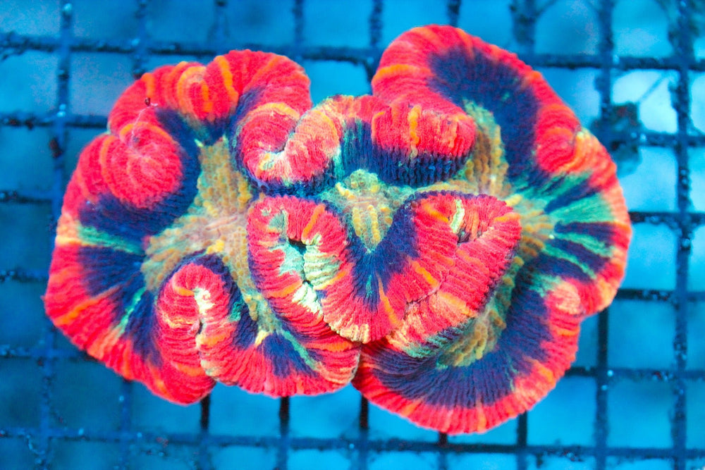 wholesale_coral - saltwater_fish saltwater_coral - rare corals - coralsdepot - Corals_Depot - live_corals - eye - catching - coral quality_marine_fish - quality - marine discoun