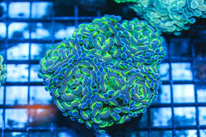wholesale_coral - saltwater_fish saltwater_coral - rare corals - coralsdepot - Corals_Depot - live_corals - eye - catching - coral quality_marine_fish - quality - marine discoun