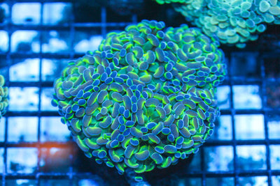 wholesale_coral - saltwater_fish saltwater_coral - rare corals - coralsdepot - Corals_Depot - live_corals - eye - catching - coral quality_marine_fish - quality - marine discoun