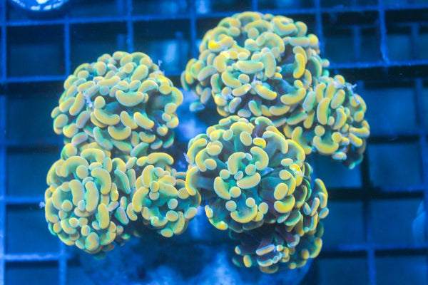 wholesale_coral - saltwater_fish saltwater_coral - rare corals - coralsdepot - Corals_Depot - live_corals - eye - catching - coral quality_marine_fish - quality - marine discoun