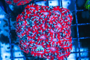 wholesale_coral - saltwater_fish saltwater_coral - rare corals - coralsdepot - Corals_Depot - live_corals - eye - catching - coral quality_marine_fish - quality - marine discoun