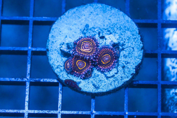 wholesale_coral - saltwater_fish saltwater_coral - rare corals - coralsdepot - Corals_Depot - live_corals - eye - catching - coral quality_marine_fish - quality - marine discoun