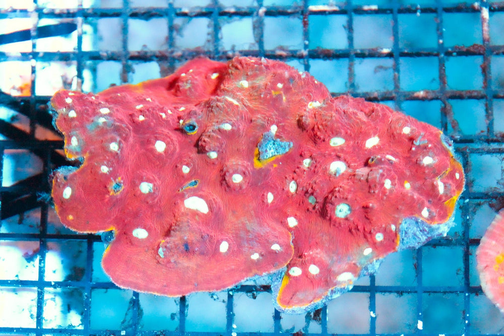 wholesale_coral - saltwater_fish saltwater_coral - rare corals - coralsdepot - Corals_Depot - live_corals - eye - catching - coral quality_marine_fish - quality - marine discoun