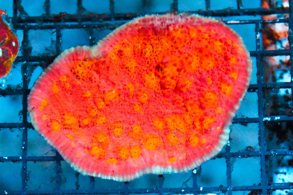 wholesale_coral - saltwater_fish saltwater_coral - rare corals - coralsdepot - Corals_Depot - live_corals - eye - catching - coral quality_marine_fish - quality - marine discoun