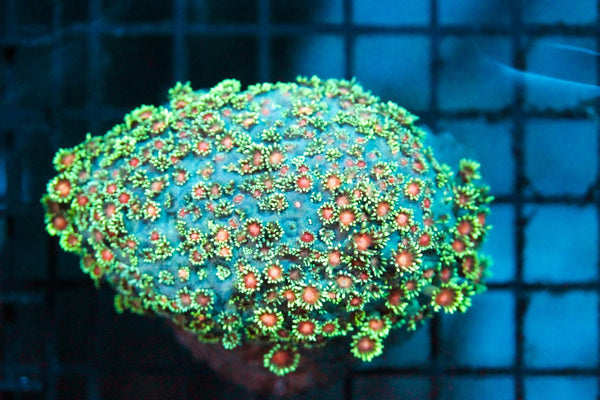 wholesale_coral - saltwater_fish saltwater_coral - rare corals - coralsdepot - Corals_Depot - live_corals - eye - catching - coral quality_marine_fish - quality - marine discoun