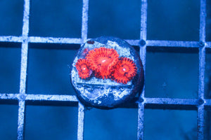 wholesale_coral - saltwater_fish saltwater_coral - rare corals - coralsdepot - Corals_Depot - live_corals - eye - catching - coral quality_marine_fish - quality - marine discoun
