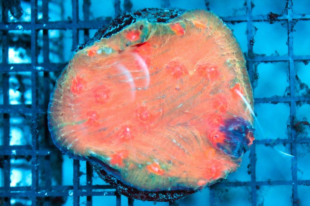 wholesale_coral - saltwater_fish saltwater_coral - rare corals - coralsdepot - Corals_Depot - live_corals - eye - catching - coral quality_marine_fish - quality - marine discoun