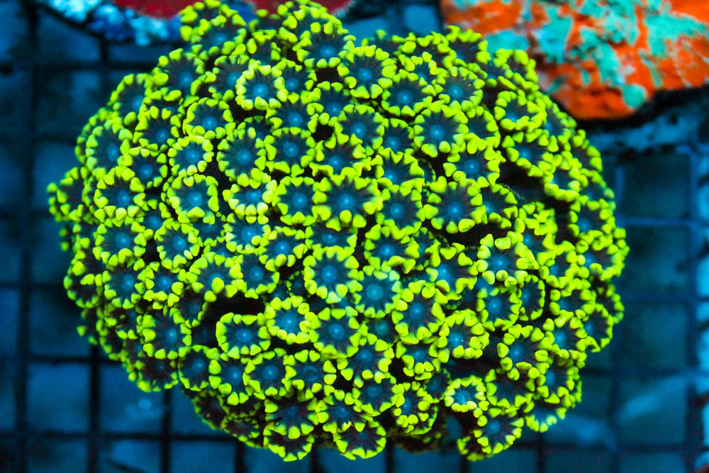 wholesale_coral - saltwater_fish saltwater_coral - rare corals - coralsdepot - Corals_Depot - live_corals - eye - catching - coral quality_marine_fish - quality - marine discoun