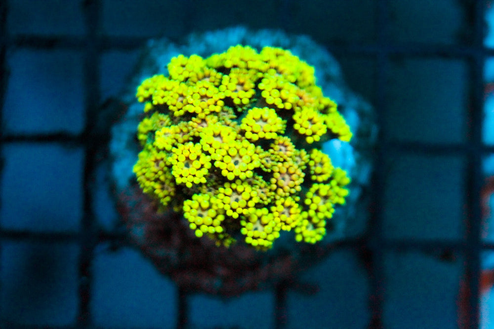 wholesale_coral - saltwater_fish saltwater_coral - rare corals - coralsdepot - Corals_Depot - live_corals - eye - catching - coral quality_marine_fish - quality - marine discoun