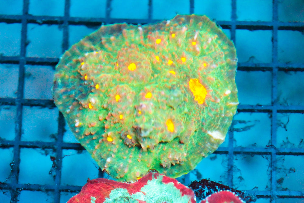 wholesale_coral - saltwater_fish saltwater_coral - rare corals - coralsdepot - Corals_Depot - live_corals - eye - catching - coral quality_marine_fish - quality - marine discoun