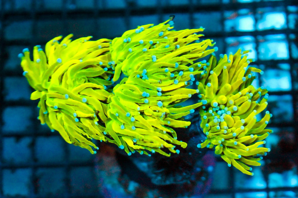 wholesale_coral - saltwater_fish saltwater_coral - rare corals - coralsdepot - Corals_Depot - live_corals - eye - catching - coral quality_marine_fish - quality - marine discoun