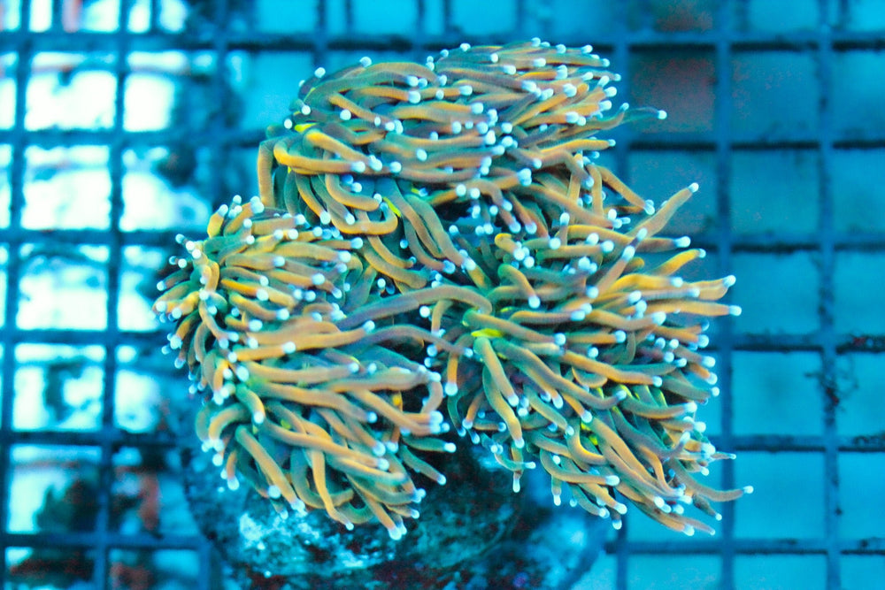 wholesale_coral - saltwater_fish saltwater_coral - rare corals - coralsdepot - Corals_Depot - live_corals - eye - catching - coral quality_marine_fish - quality - marine discoun