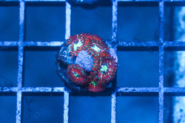 wholesale_coral - saltwater_fish saltwater_coral - rare corals - coralsdepot - Corals_Depot - live_corals - eye - catching - coral quality_marine_fish - quality - marine discoun