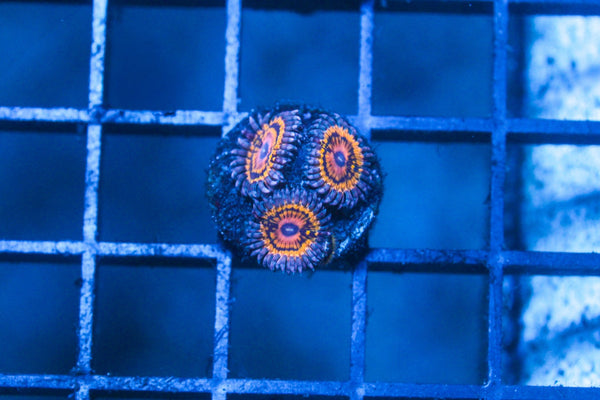 wholesale_coral - saltwater_fish saltwater_coral - rare corals - coralsdepot - Corals_Depot - live_corals - eye - catching - coral quality_marine_fish - quality - marine discoun